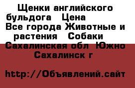 Щенки английского бульдога › Цена ­ 40 000 - Все города Животные и растения » Собаки   . Сахалинская обл.,Южно-Сахалинск г.